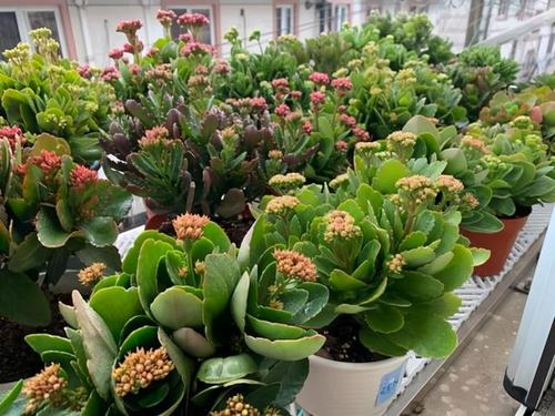 6種“年宵花”，漂亮又吉利，趁著秋天買，連著開花200天