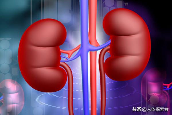 闢謠:喝水越多尿越多,腎臟的壓力會變大,多喝水會傷到腎臟? 闢謠:喝水越多尿越多,腎臟的壓力會變大,多喝水會傷到腎臟?