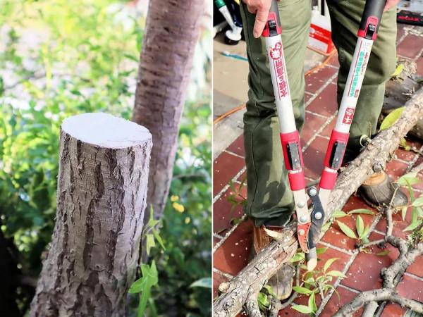 老人改造一個25年的70平米老花園,網友:幸福美滿的退休生活 老人改造一個25年的70平米老花園,網友:幸福美滿的退休生活