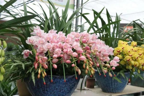 實用分享丨30款年宵花鑑賞，觀花的、賞果的都有…你最喜歡哪個？