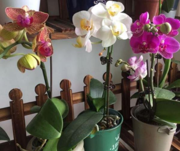 家庭養花，蝴蝶蘭才是秋冬盆栽首選，開花美，打理又省心