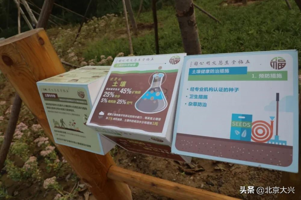 快去看看！大興新晉網紅打卡地，美爆了！