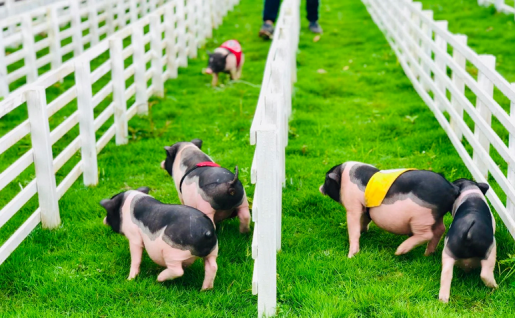 農莊萌寵樂園，如何經營？6種類型，3個經營要點