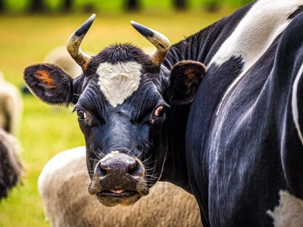 關於牛,全都是好看的 關於牛,全都是好看的