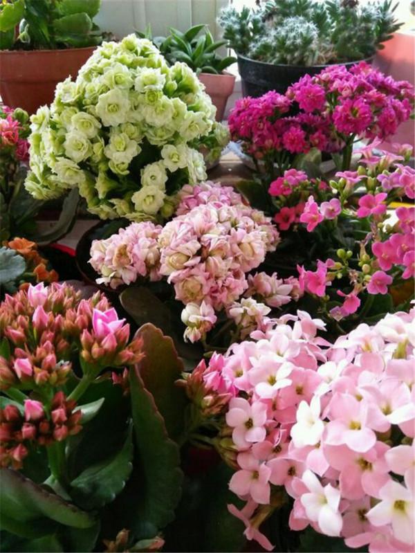 公認的12種吉祥花，適合10月養，一帆風順，紅紅火火，又美又實用