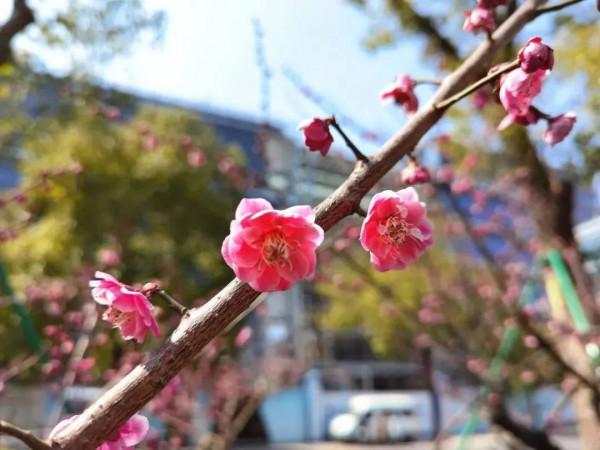長寧這個“街心花園”的梅花開了，可美啦