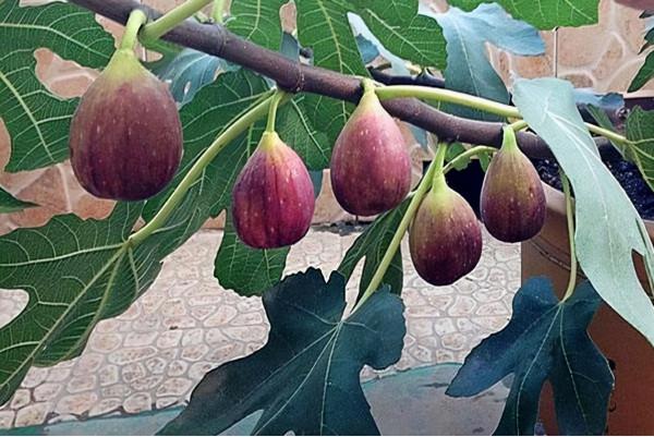 九月養無花果，避開這“三怕”，遇水瘋長，獨苗養成碩果小盆栽