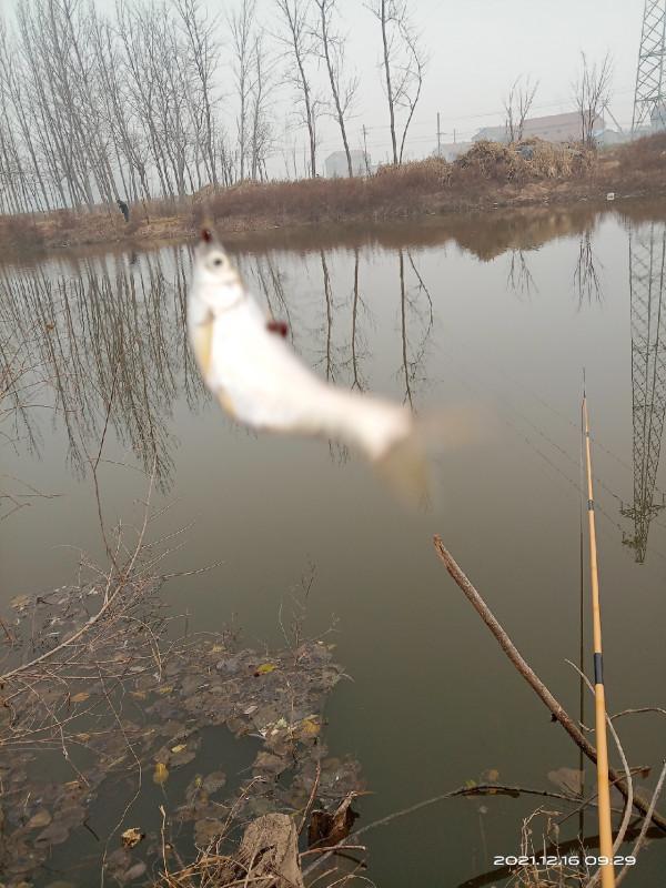 冬季釣鯽魚，水溫是影響中魚的因素之一