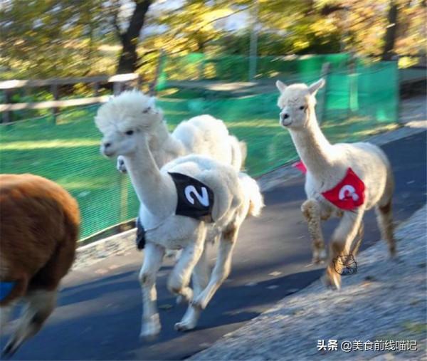 你見過羊駝賽跑嗎?其實讓它們跑起來是有訣竅的 你見過羊駝賽跑嗎?其實讓它們跑起來是有訣竅的