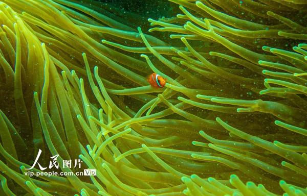 海南陵水：暢遊海底世界