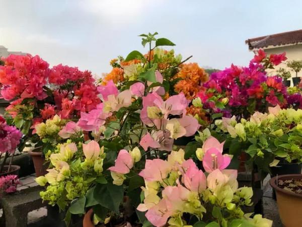 5種花“太貪吃”，不施肥，不換盆，很難養好