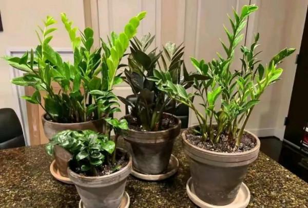 金錢樹盆裡扔一勺粉末，一次冒10個嫩芽，清秀挺拔，碧綠閃亮