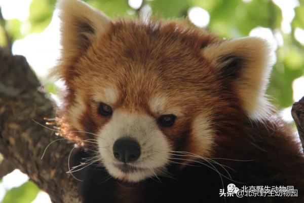 國際小熊貓日——您的小行動,世界大不同 國際小熊貓日——您的小行動,世界大不同