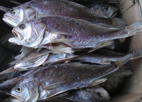 古代禁止販賣私鹽,那鹹魚該如何醃製呢?官府早就為漁民想好了 古代禁止販賣私鹽,那鹹魚該如何醃製呢?官府早就為漁民想好了