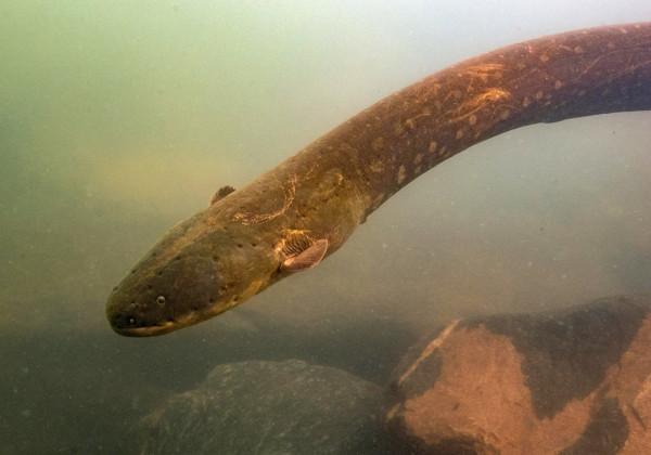 亞馬遜河有多可怕？1500萬人居住在附近，為什麼一座橋都不敢建？