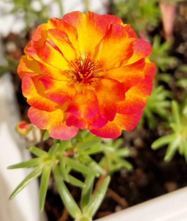 別人的太陽花花期超長,做好這6步養護,在家也能長久賞花 別人的太陽花花期超長,做好這6步養護,在家也能長久賞花