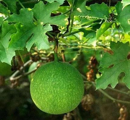 中藥裡的“全身是寶”系列之(五)——栝樓 中藥裡的“全身是寶”系列之(五)——栝樓