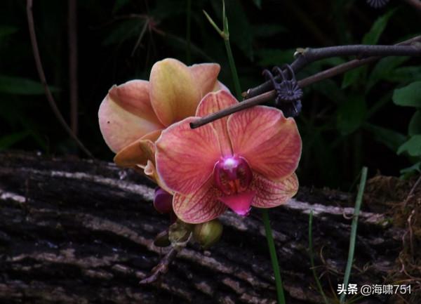 花中極品蝴蝶蘭 花中極品蝴蝶蘭