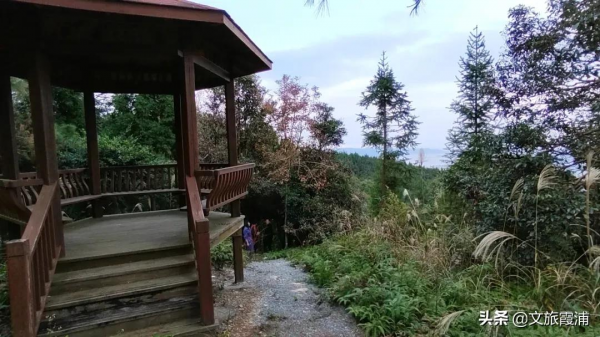 初冬，霞浦這片“楓”景不容錯過