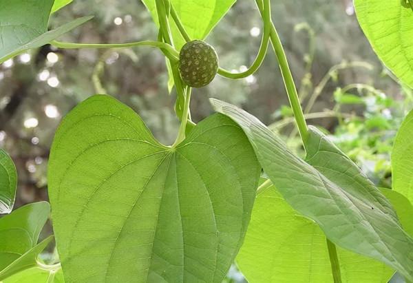 這種掛在樹上的“土疙瘩”,曾遭農家人嫌棄它,如今都大面積栽培 這種掛在樹上的“土疙瘩”,曾遭農家人嫌棄它,如今都大面積栽培