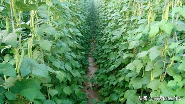 這14種豆類糧食你見過幾種，吃過幾種呢？很多人分不清是什麼豆子