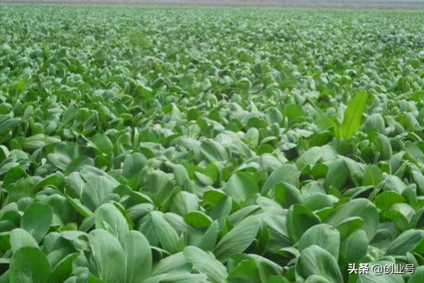 創業小專案投資小見效快，適合農村的創業好專案