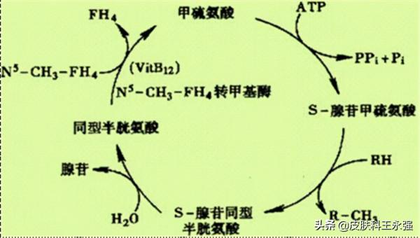 中國腦梗發病率全球第一!都是葉酸吃少了?腦梗與葉酸有什麼關係 中國腦梗發病率全球第一!都是葉酸吃少了?腦梗與葉酸有什麼關係