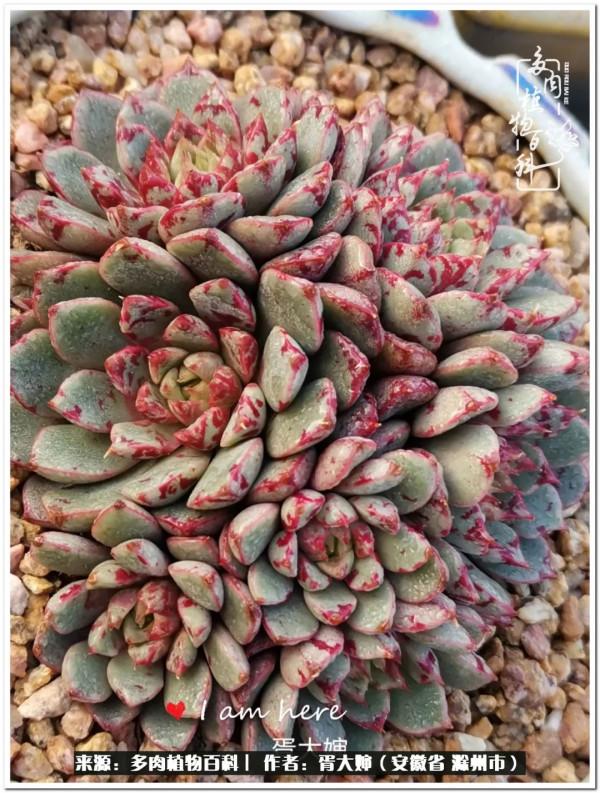 因多肉遇見滿滿的愛和美好，有多肉相伴，歲月生香