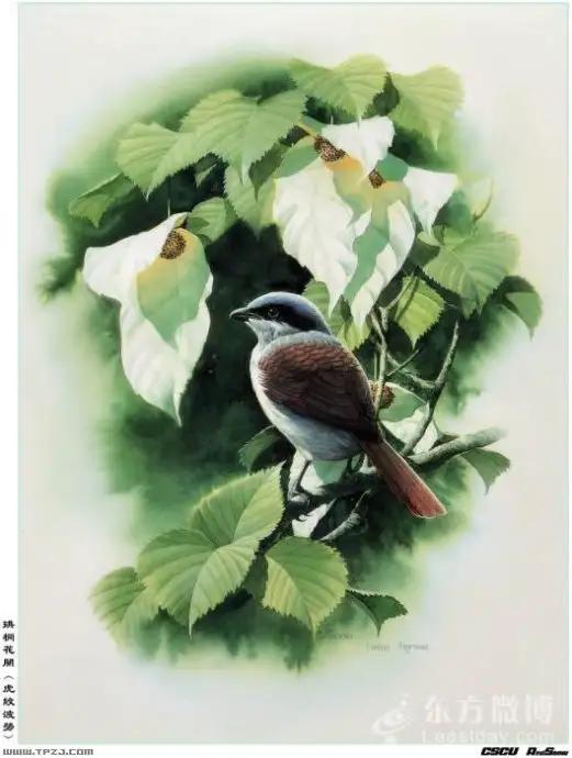 中國動植物畫第一人，曾孝濂極品工筆畫
