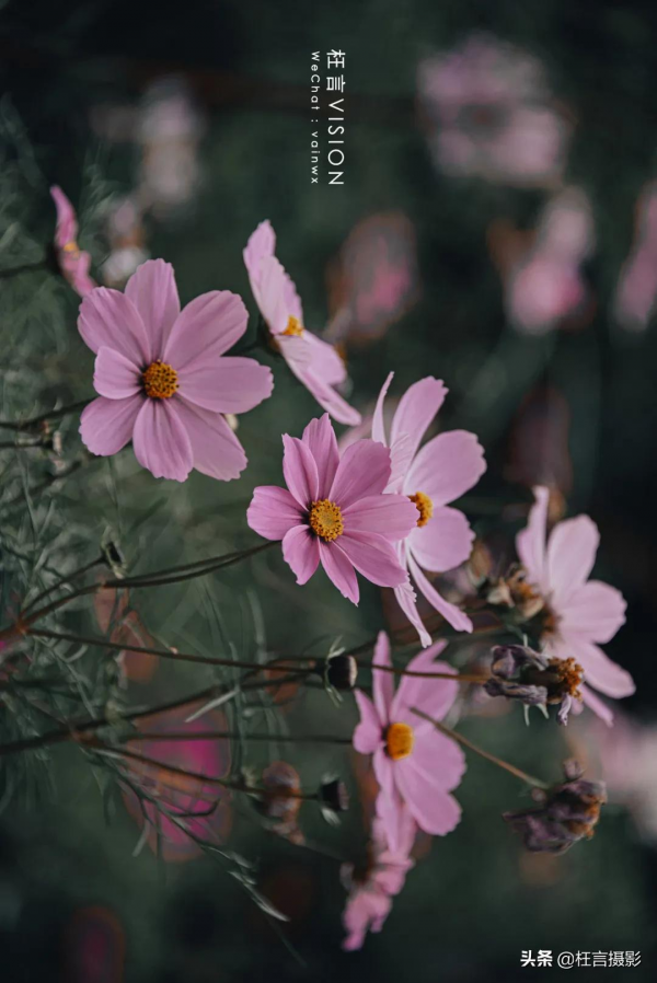 深秋在哪裡 深秋在哪裡