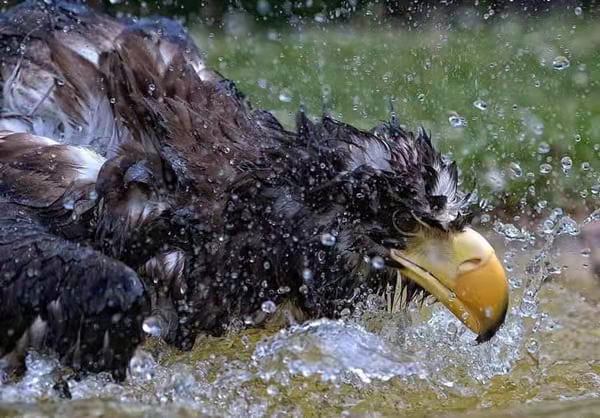 雨中動物的精彩瞬間,真的非常可愛 雨中動物的精彩瞬間,真的非常可愛
