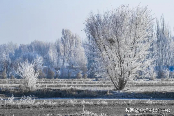最美霧凇！來金塔看一場樹與冰雪的奇緣
