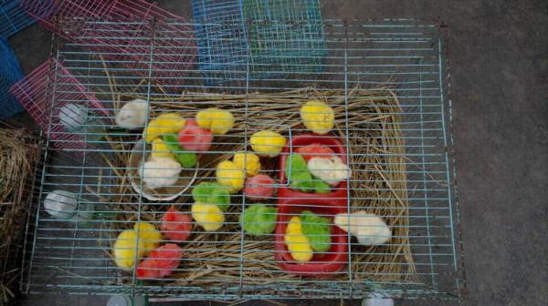 等待被交易的動物