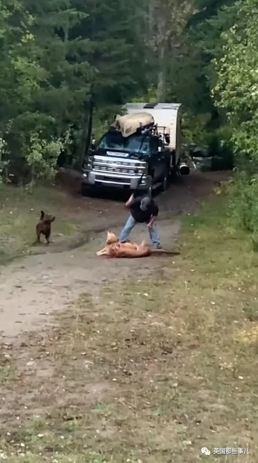 露營時狗狗被美洲獅襲擊,他瘋狂揮刀砍斷獅頭,網友吵翻了 露營時狗狗被美洲獅襲擊,他瘋狂揮刀砍斷獅頭,網友吵翻了