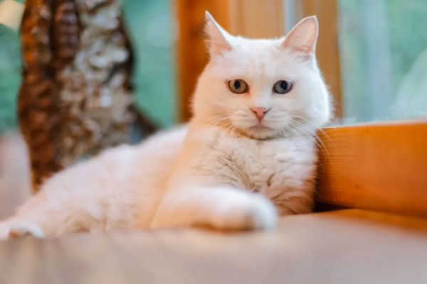 貓咪們如何才能有效防禿？