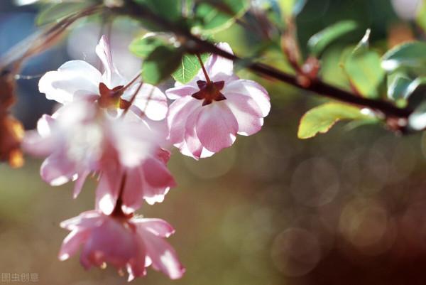 7月，這些花草開始“坐胎”，能不能變“孕婦”，養護很關鍵
