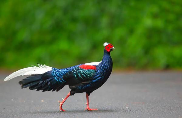 東江攬勝:收集常見鳥類圖譜之陸禽篇,攝鳥人自留地,建議收藏 東江攬勝:收集常見鳥類圖譜之陸禽篇,攝鳥人自留地,建議收藏