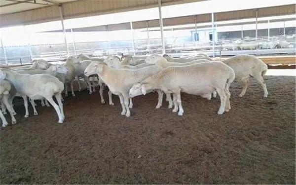 農村小成本養殖,有哪些專案可能實現年收入50萬以上?這幾種 農村小成本養殖,有哪些專案可能實現年收入50萬以上?這幾種