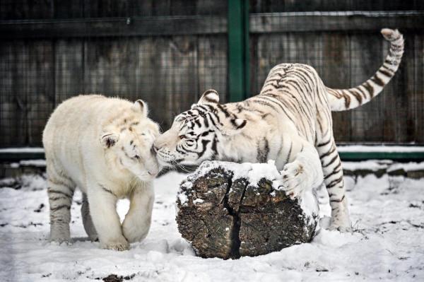過冬的老虎 過冬的老虎