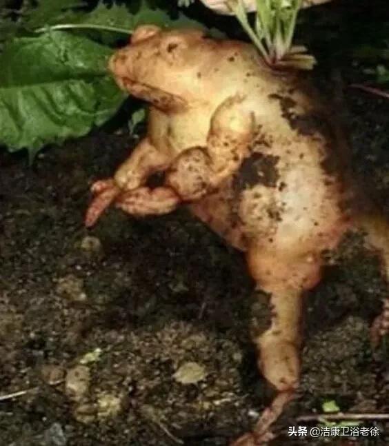 奇葩的&OpenCurlyDoubleQuote;藝術造型&rdquo;蔬菜！沒有神奇、只有更奇 &num;金粉社群&num;