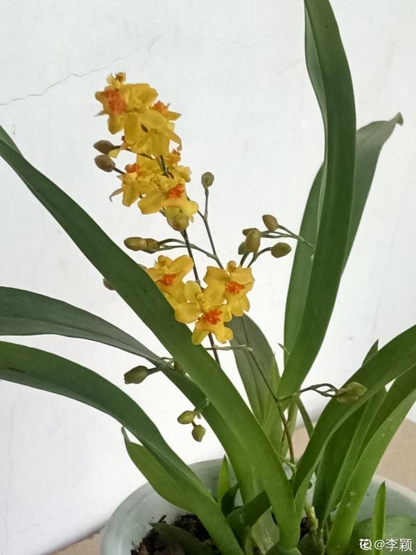 4種花現在正“餓”,多給它補點大補肥,才能長得壯 4種花現在正“餓”,多給它補點大補肥,才能長得壯