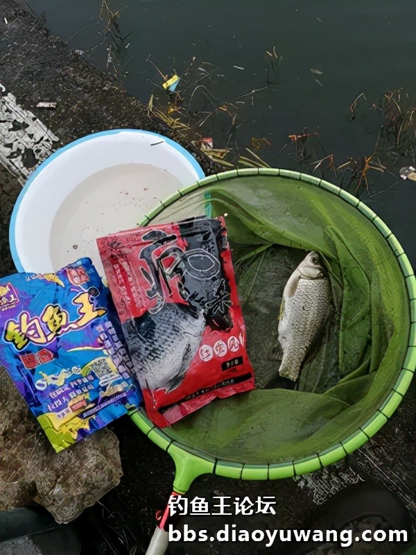 寒潮風雨襲膠河，大板鯽魚護中來