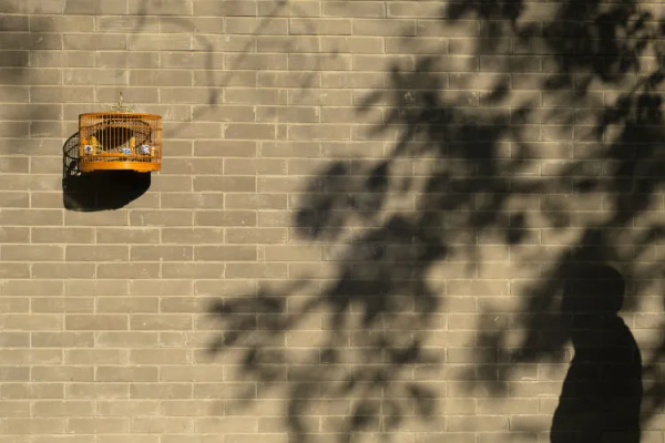 北京的文青和網紅，為何偏愛這條衚衕？