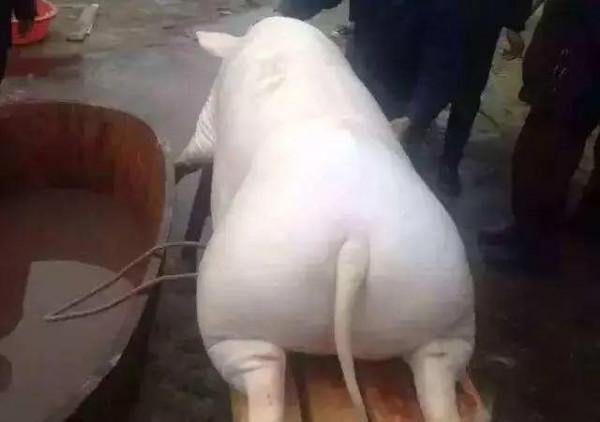 為什麼現在農村殺豬的基本都不見了…… 為什麼現在農村殺豬的基本都不見了……