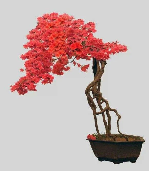 春節過後，打造唯美映山紅盆景，要注意這幾點（附圖）