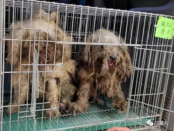 原來是漂亮雪納瑞，2坨“屎味抹布狗”花5小時剃毛重生，感動網友