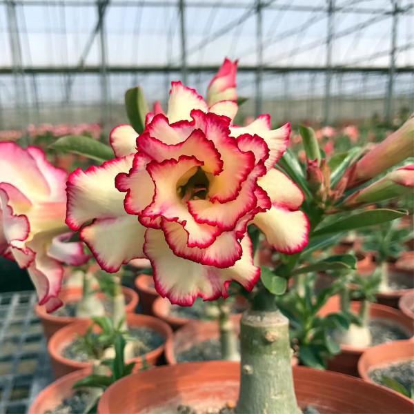 “懶人”就養這10種花,一個月不澆水也死不了,盆土越幹越易開花 “懶人”就養這10種花,一個月不澆水也死不了,盆土越幹越易開花