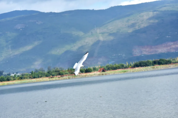 “老朋友”又來打卡啦！紅嘴鷗“先行軍”抵達異龍湖～