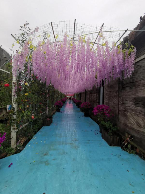 拍照勝地—拉市海湖濱公園（阿鄉哥）