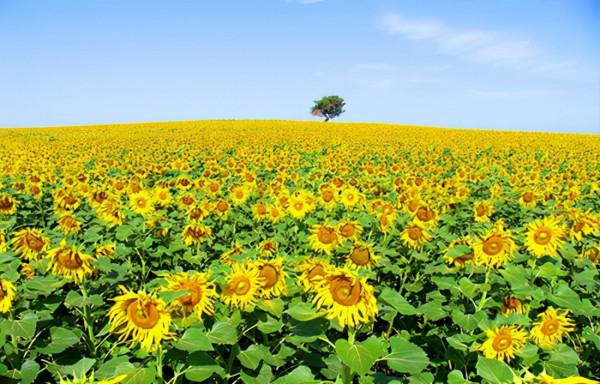 國內旅遊那些出名的打卡地